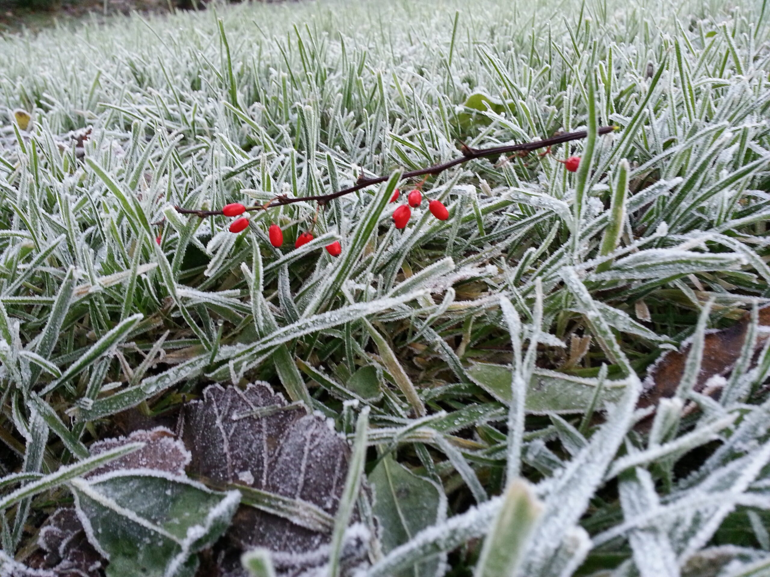 Elementen in de natuur