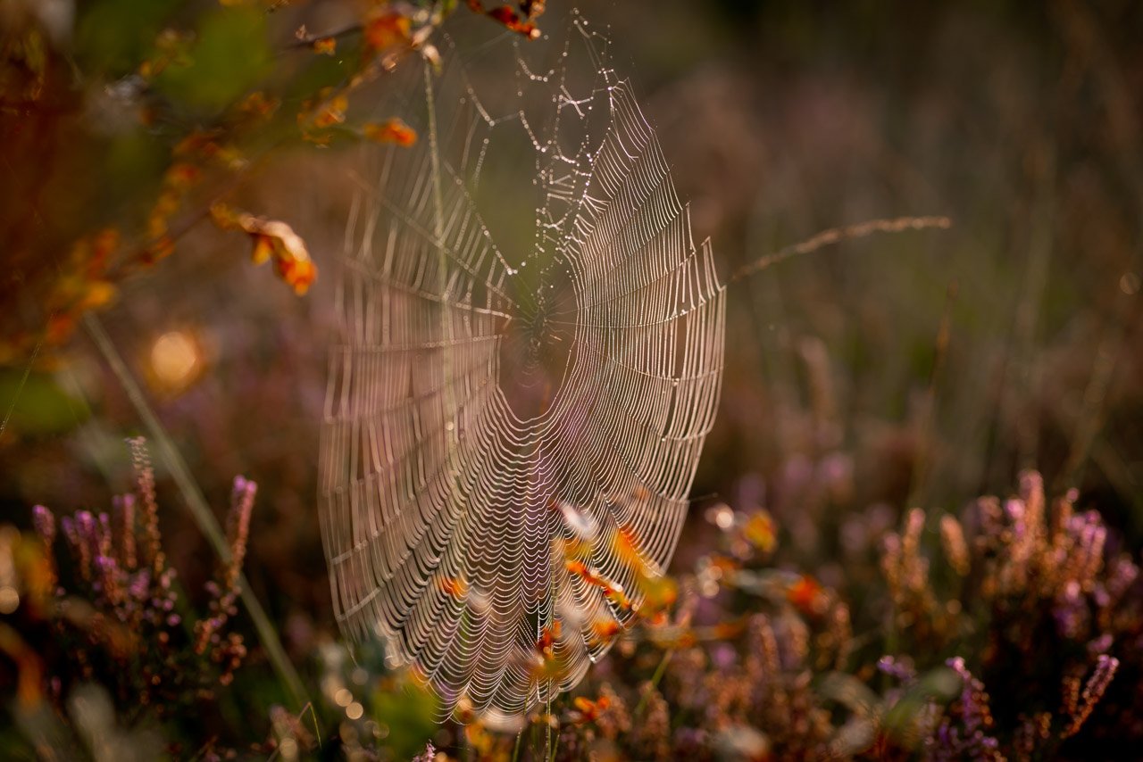 Mabon gaat niet over herfst maar over oogst en inzicht