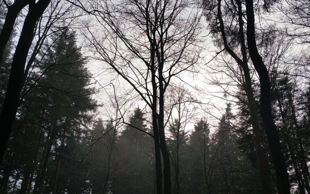 De magie van het bos