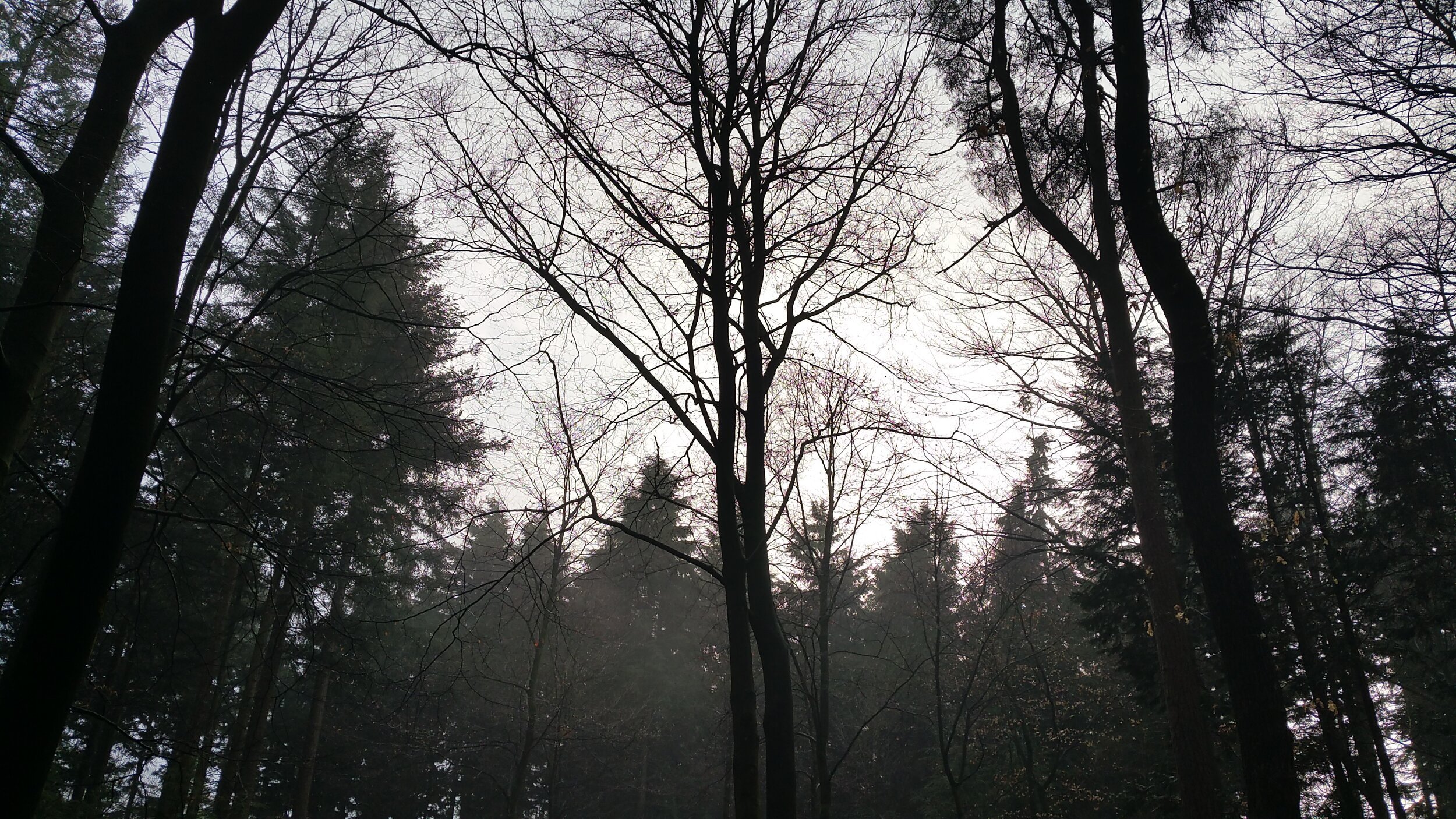 De magie van het bos